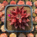 Echeveria Agavoides 'Song of Fire' 2" Air Magic Hybrid Succulent Plant Cutting