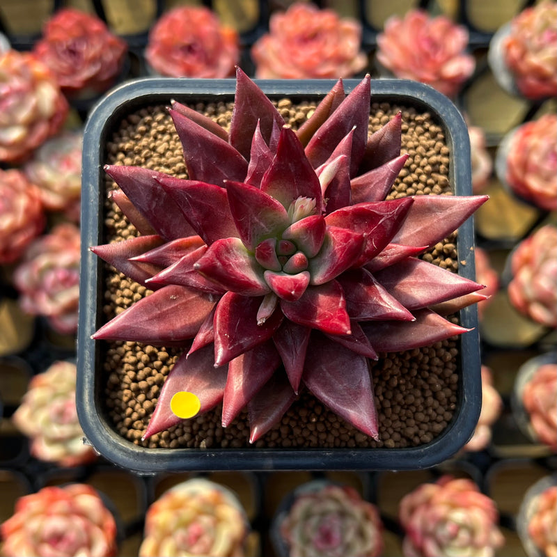 succulent song Echeveria Agavoides 'Song of Fire' 2" Air Magic Hybrid Succulent Plant – True Succulents Plant Co