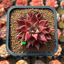 Echeveria Agavoides 'Song of Fire' 2" Air Magic Hybrid Succulent Plant Cutting
