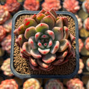 Echeveria Agavoides 'Magic-Bly 2" Air Magic Hybrid Succulent Plant