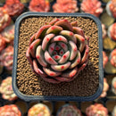 Echeveria Agavoides 'Magic-Bly 2" Air Magic Hybrid Succulent Plant