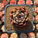 Echeveria Agavoides 'Magic-Bly 2" Air Magic Hybrid Succulent Plant