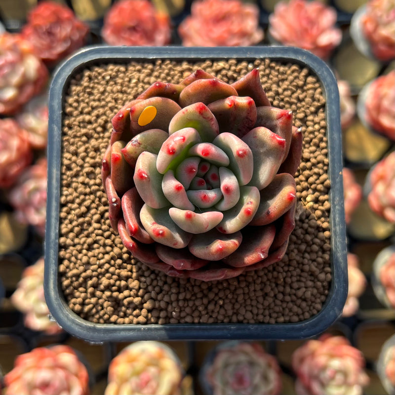 succulent magic Echeveria Agavoides 'Magic-Bly 2