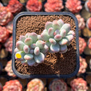 Pachyphytum 'Albin' 2" Air Magic Hybrid Succulent Plant Cutting