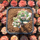 Pachyphytum 'Albin' 2" Air Magic Hybrid Succulent Plant Cutting