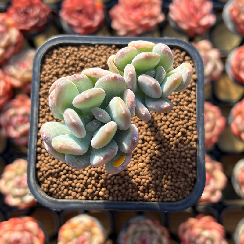 cotyledon hybrid succulent Pachyphytum 'Albin' 2