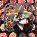 Echeveria Agavoides 'Maria' Variegated 2" Succulent Plant Cutting