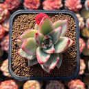Echeveria Agavoides 'Maria' Variegated 2" Succulent Plant Cutting