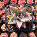 Echeveria Agavoides 'Maria' Variegated 2" Succulent Plant Cutting