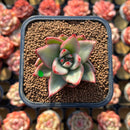 Echeveria Agavoides 'Maria' Variegated 2" Succulent Plant Cutting