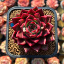 Echeveria Agavoides 'Red Jin' 2" Air Magic Hybrid Succulent Plant Cutting