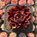 Echeveria Agavoides 'Red Jin' 2" Air Magic Hybrid Succulent Plant Cutting
