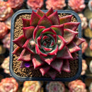 Echeveria Agavoides 'Red Jin' 2" Air Magic Hybrid Succulent Plant Cutting
