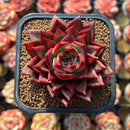 Echeveria Agavoides 'Red Jin' 2" Air Magic Hybrid Succulent Plant Cutting