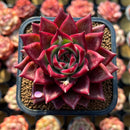 Echeveria Agavoides 'Red Jin' 2" Air Magic Hybrid Succulent Plant Cutting