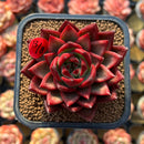Echeveria Agavoides 'Red Jin' 2" Air Magic Hybrid Succulent Plant Cutting