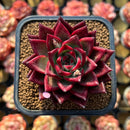 Echeveria Agavoides 'Red Jin' 2" Air Magic Hybrid Succulent Plant Cutting