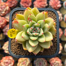 Echeveria 'Royal Castle' 2" Air Magic Hybrid Succulent Plant Cutting