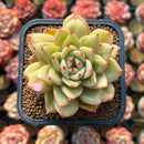 Echeveria 'Royal Castle' 2" Air Magic Hybrid Succulent Plant Cutting