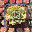 Echeveria 'Royal Castle' 2" Air Magic Hybrid Succulent Plant Cutting