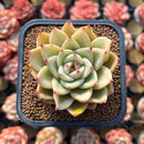 Echeveria 'Royal Castle' 2" Air Magic Hybrid Succulent Plant Cutting