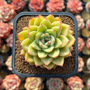 Echeveria 'Royal Castle' 2" Air Magic Hybrid Succulent Plant Cutting