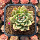 Echeveria 'Royal Castle' 2" Air Magic Hybrid Succulent Plant Cutting
