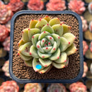 Echeveria 'Royal Castle' 2" Air Magic Hybrid Succulent Plant Cutting