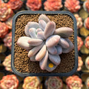 Pachyphytum 'Frevel' 2" Succulent Plant Cutting