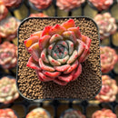 Echeveria 'Rajoya' 2" Succulent Plant Cutting