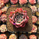 Echeveria 'Rajoya' 2" Succulent Plant Cutting