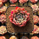 Echeveria 'Rajoya' 2" Succulent Plant Cutting