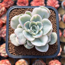 Pachyveria 'Worthy One' Variegated 2" Succulent Plant Cutting