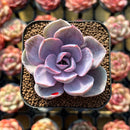 Echeveria 'Perle von Nurnberg' Variegated 2" Succulent Plant Cutting