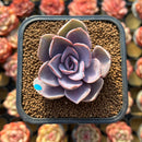 Echeveria 'Perle von Nurnberg' Variegated 2" Succulent Plant Cutting
