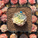 Echeveria Halbingeri Variegated 1" Succulent Plant Cutting