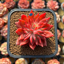 Echeveria 'Flame' 2" Hwaga Original Hybrid Succulent Plant Cutting