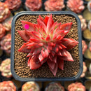 Echeveria 'Flame' 2" Hwaga Original Hybrid Succulent Plant Cutting