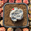 Echeveria 'Thriller Pearl' 2" Succulent Plant Cutting