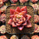 Echeveria 'Red Shallot' 1"-2" Succulent Plant Cutting