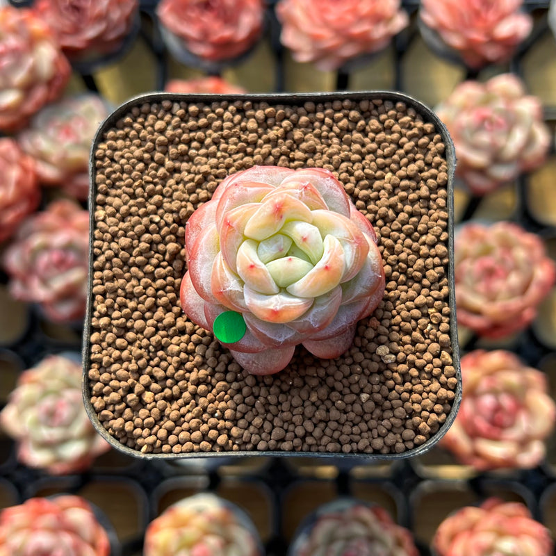 sugar jelly succulent Echeveria 'Star Jelly' 1