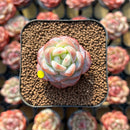Echeveria 'Star Jelly' 1" Succulent Plant Cutting