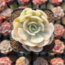 Echeveria Runyonii Variegated (Aka Echeveria 'Akaihosi' Variegated) 2" Succulent Plant Cutting
