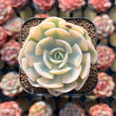 Echeveria Runyonii Variegated (Aka Echeveria 'Akaihosi' Variegated) 2" Succulent Plant Cutting