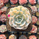 Echeveria Runyonii Variegated (Aka Echeveria 'Akaihosi' Variegated) 2" Succulent Plant Cutting