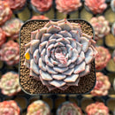 Echeveria 'Rio Heart' 2" Succulent Plant Cutting