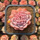 Echeveria 'Amazing Grace' 2" Changhee Hybrid Succulent Plant Cutting