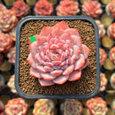 Echeveria 'Amazing Grace' 2" Changhee Hybrid Succulent Plant Cutting