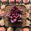 Echeveria Agavoides 'Romeo' 2" Succulent Plant Cutting