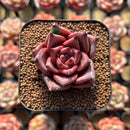 Echeveria Agavoides 'Romeo' 2" Succulent Plant Cutting